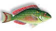 redband parrotfish