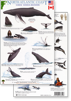 click to view enlargement of a portion of Rainforest Publications' North Atlantic marine mammal behaviors field guide excerpt