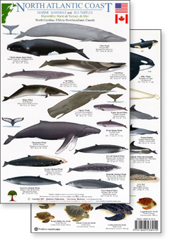 click to view enlargement of a portion of Rainforest Publications' North Atlantic marine mammal and sea turtle field guide excerpt