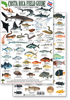 Costa Rica Marine Series Field Guides by Rainforest Publications