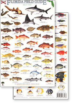 Florida reef fish field guide - click to view an enlargement of the field guide image in a popup window