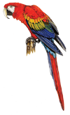 illustration of Scarlet Macaw copyright (c) 2008 Robert Dean, all rights reserved
