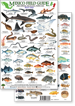 portion of Mexico reef fish guide