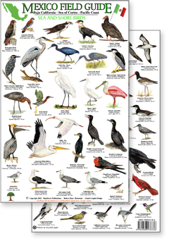portion of Mexico sea and shore bird guide