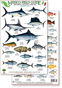 portion of Mexico sport fish guide - click to view an enlargement of the field guide image  in a popup window