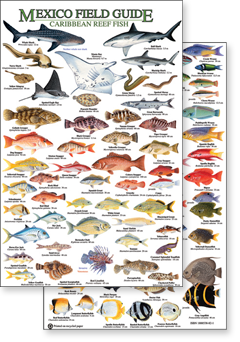 Mexico Caribbean Wildlife Field Identification Guides by Rainforest ...