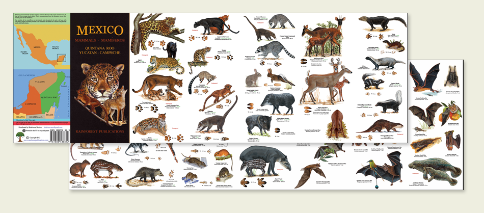 Mexico Caribbean Wildlife Field Identification Guides By Rainforest 